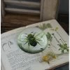 Botanische Insect Presse Papier Bij, Groot -Kortingswinkel voor woondecoratie botanische insect presse papier bij groot